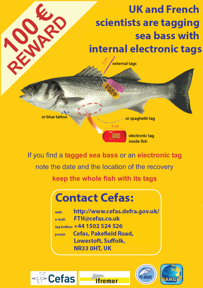 Reward for spotting Tagged Sea Bass - Solway Firth Partnership