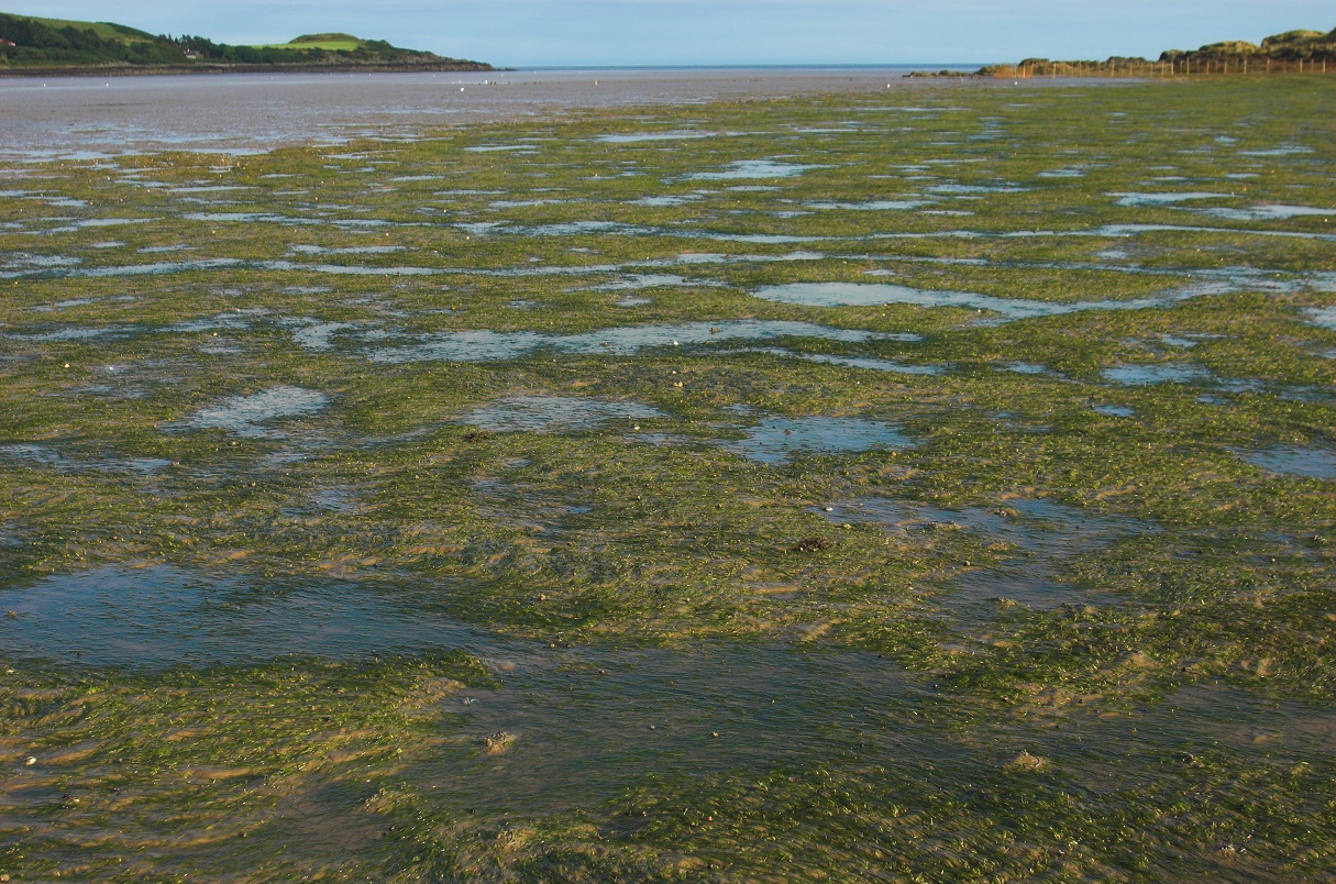What’s so special about seagrass? - Solway Firth Partnership