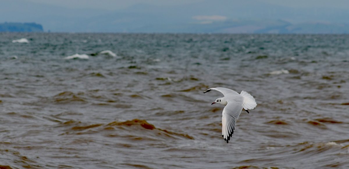 Join the Herring Hunt 2024! - Solway Firth Partnership